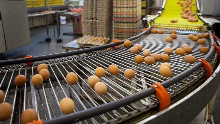 Chaîne de production d'oeufs frais